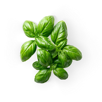 Basil