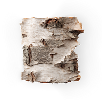 Birch
