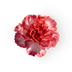 Carnation