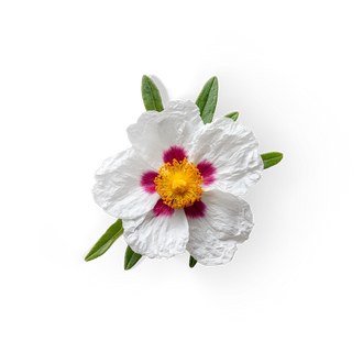 Cistus