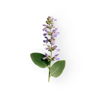 Clary Sage