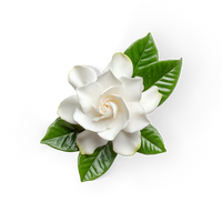 Gardenia