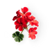 Geranium