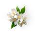 Jasmine