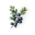Juniper Berries