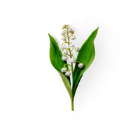 Lily of The Valley