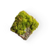 Moss