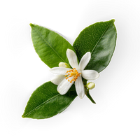 Neroli