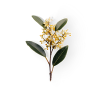 Osmanthus
