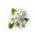 Pear Blossom