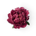 Peony