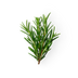 Rosemary