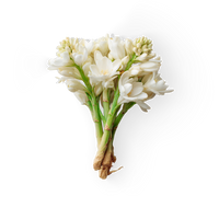 Tuberose