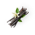 Vanilla
