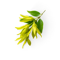Ylang-Ylang